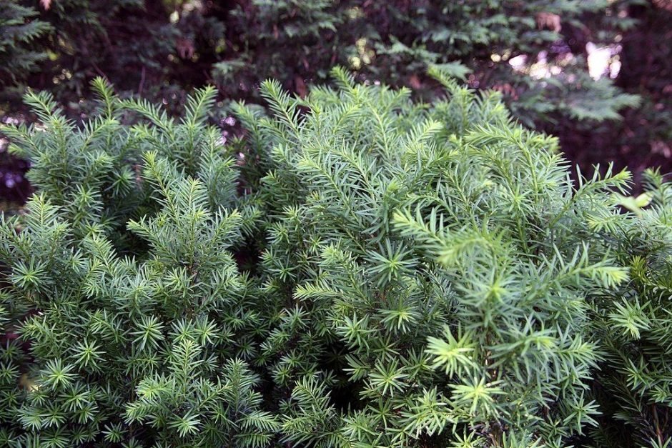 Onde plantar Teixo 'Hicksii' (Taxus × media 'Hicksii')_2