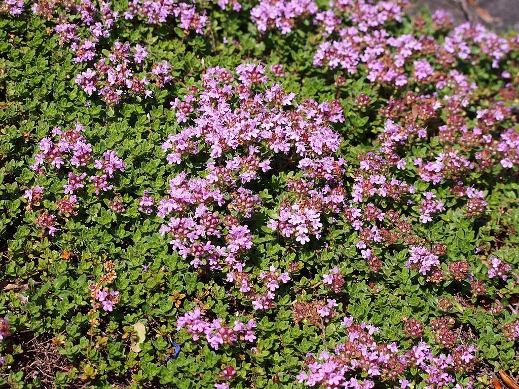 Tomilho Coccineus (Thymus Coccineus Group)