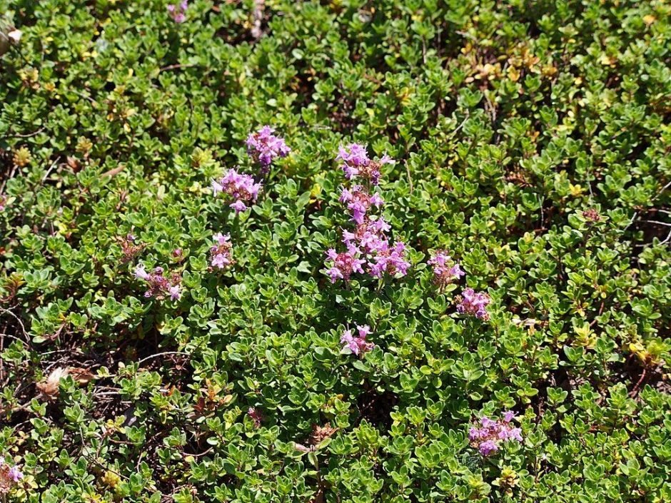 Como plantar Tomilho Coccineus (Thymus Coccineus Group)_1