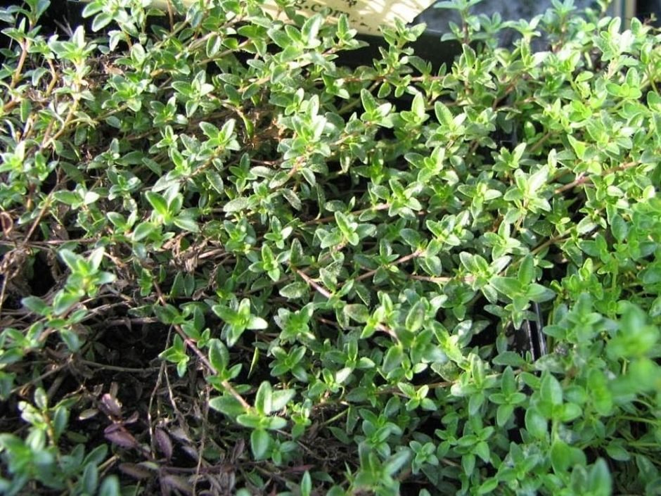 Onde plantar Tomilho Coccineus (Thymus Coccineus Group)_2