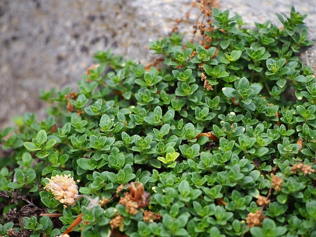 Tomilho 'Doone Valley' (Thymus 'Doone Valley')