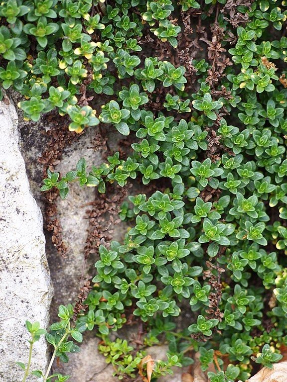 Como plantar Tomilho 'Doone Valley' (Thymus 'Doone Valley')_1