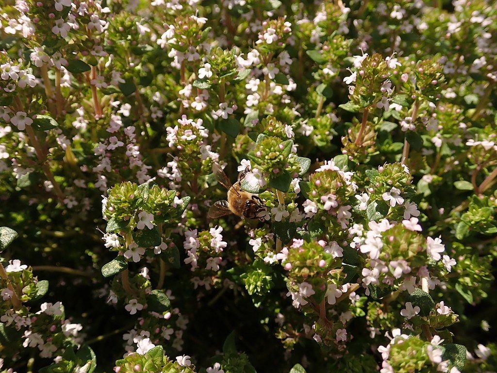 Tomilho (Thymus vulgaris)