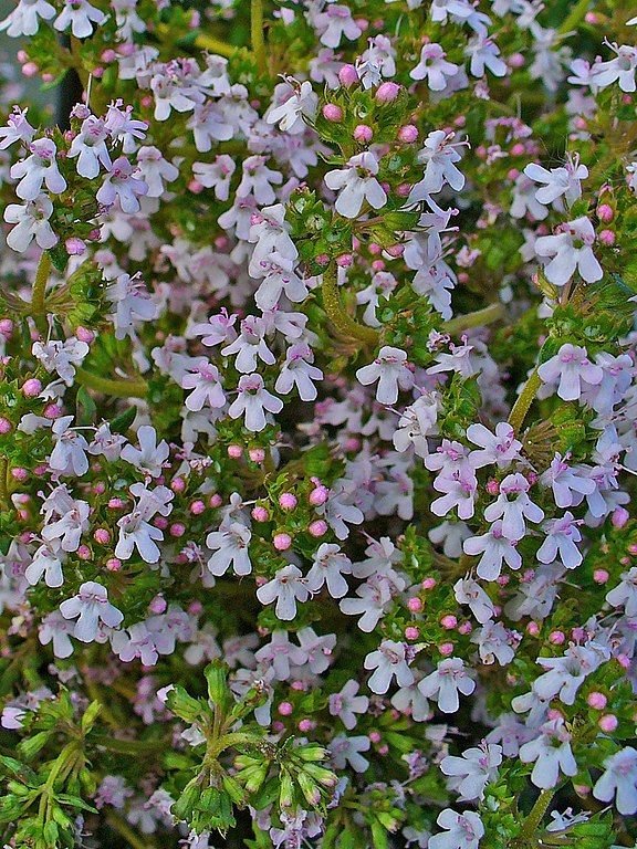 Como plantar Tomilho (Thymus vulgaris)_1