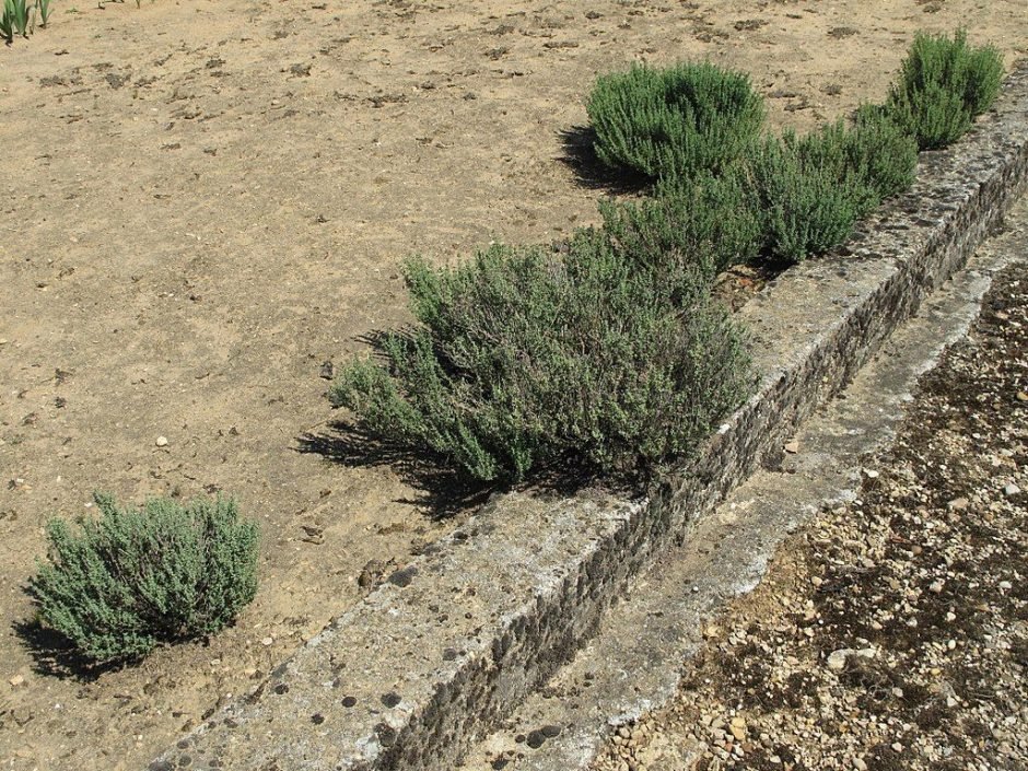 Onde plantar Tomilho (Thymus vulgaris)_2