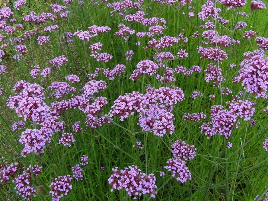 Como plantar Verbena (Verbena bonariensis)_1