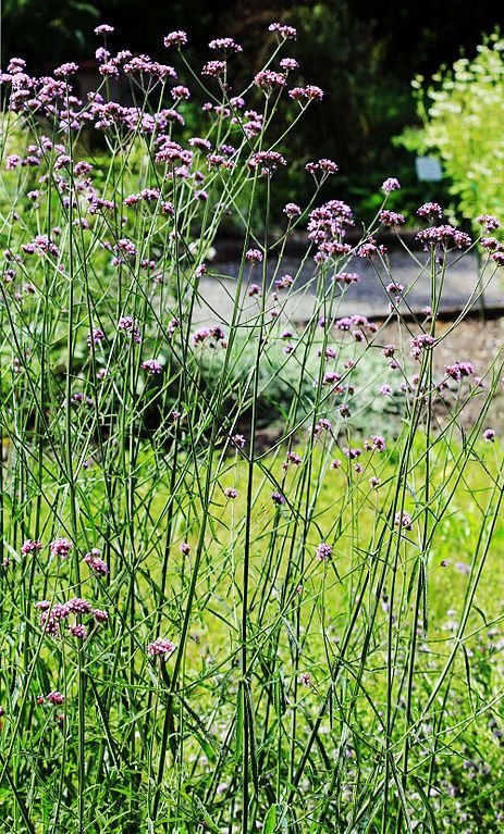 Onde plantar Verbena (Verbena bonariensis)_2