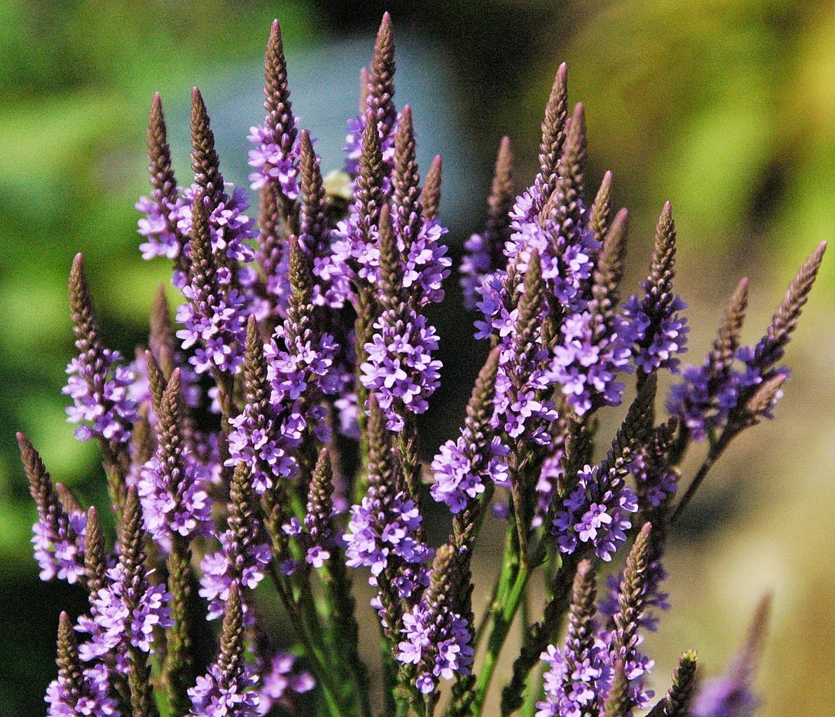 Verbena-azul americana (Verbena hastata)