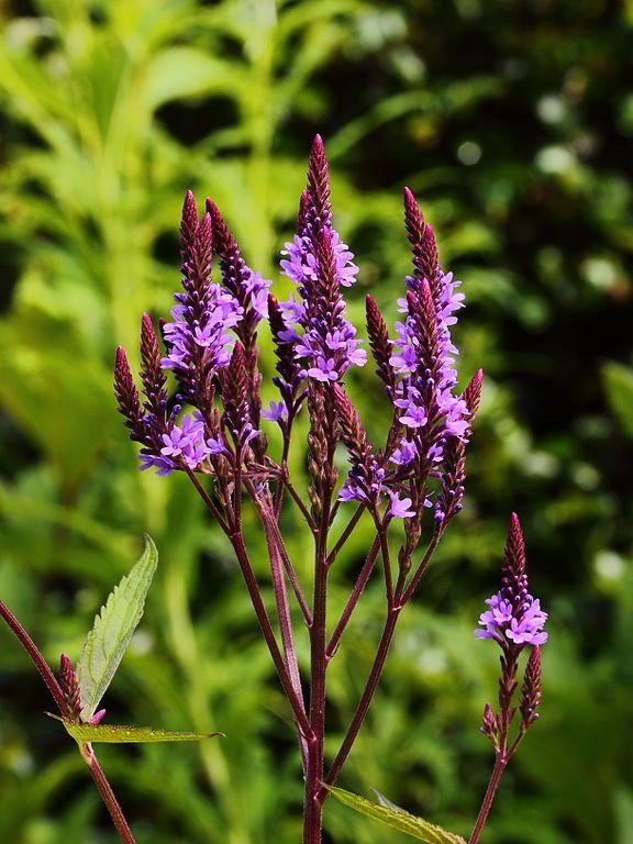 Como plantar Verbena-azul americana (Verbena hastata)_1
