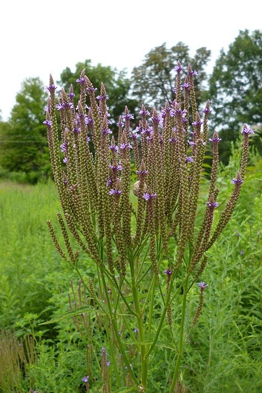 Onde plantar Verbena-azul americana (Verbena hastata)_2
