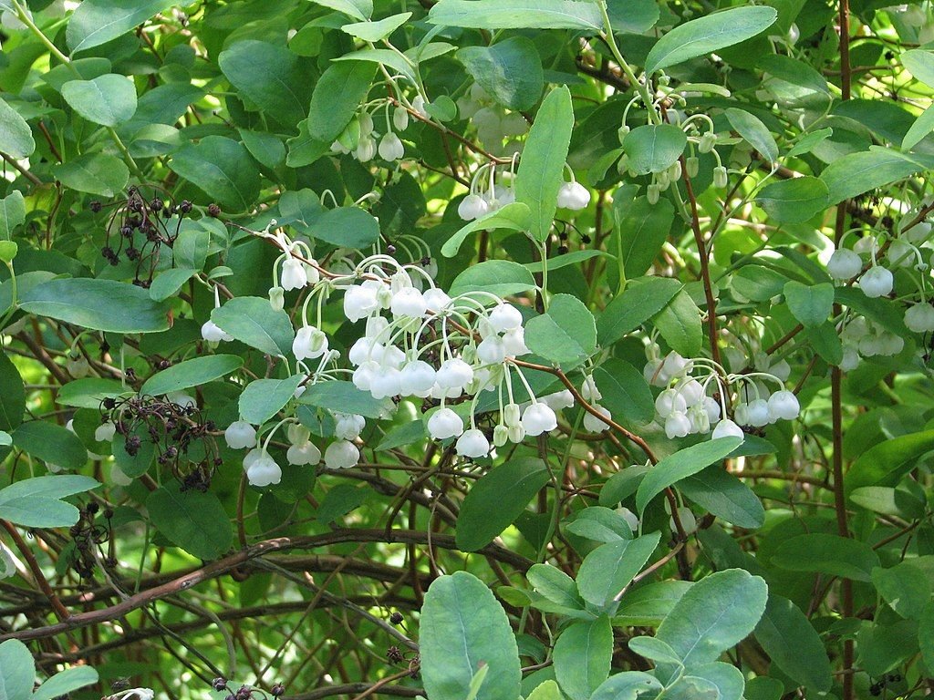 Zenobia pulverulenta (Zenobia pulverulenta)