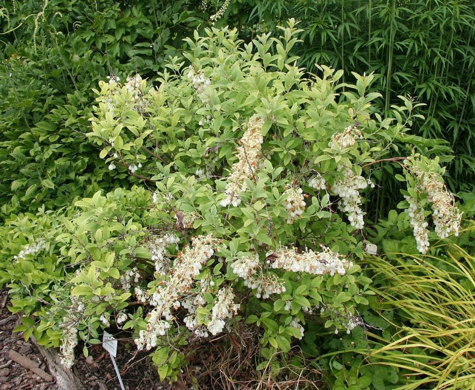 Como plantar Zenobia pulverulenta (Zenobia pulverulenta)_1