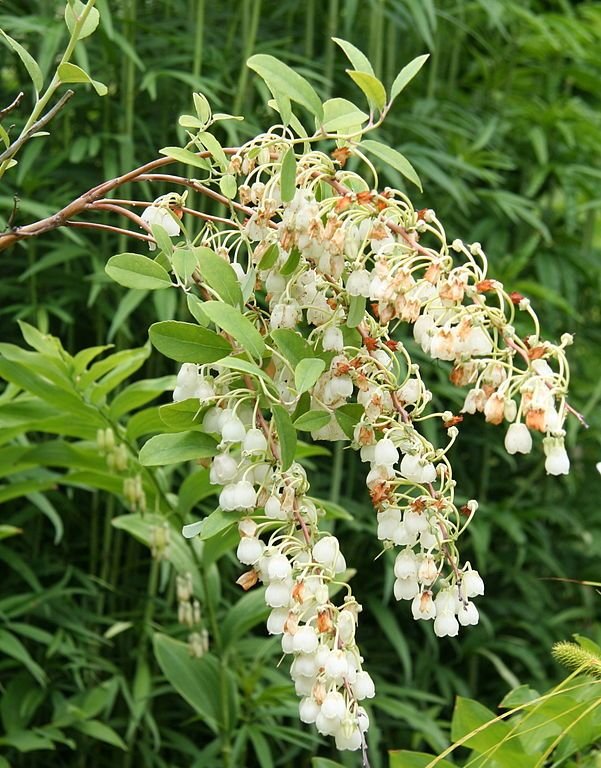 Onde plantar Zenobia pulverulenta (Zenobia pulverulenta)_2