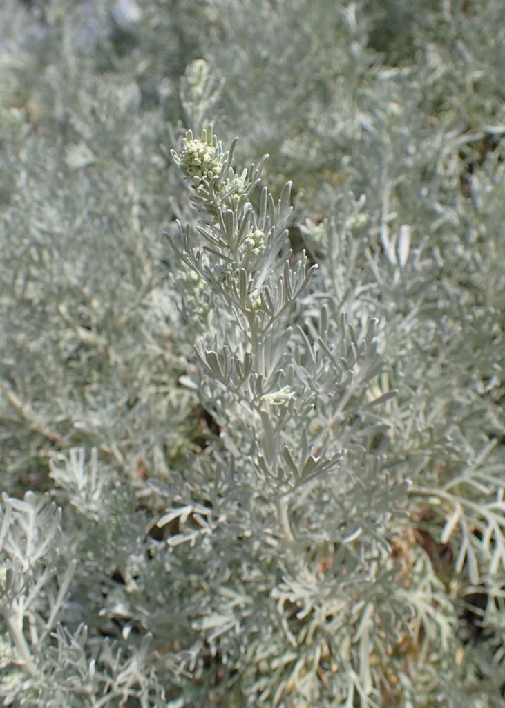 Como plantar Absinto arbóreo (Artemisia arborescens)_1