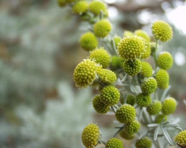 Onde plantar Absinto arbóreo (Artemisia arborescens)_2