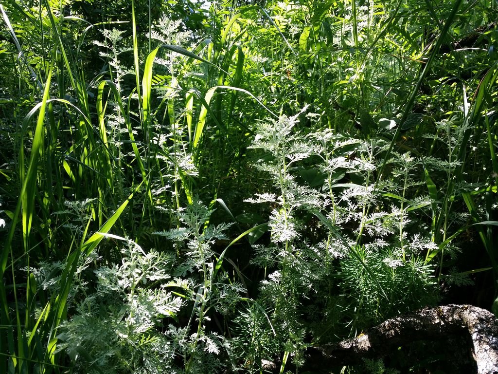 Absinto romano (Artemisia pontica)