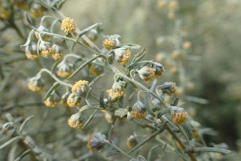 Como plantar Absinto romano (Artemisia pontica)_1