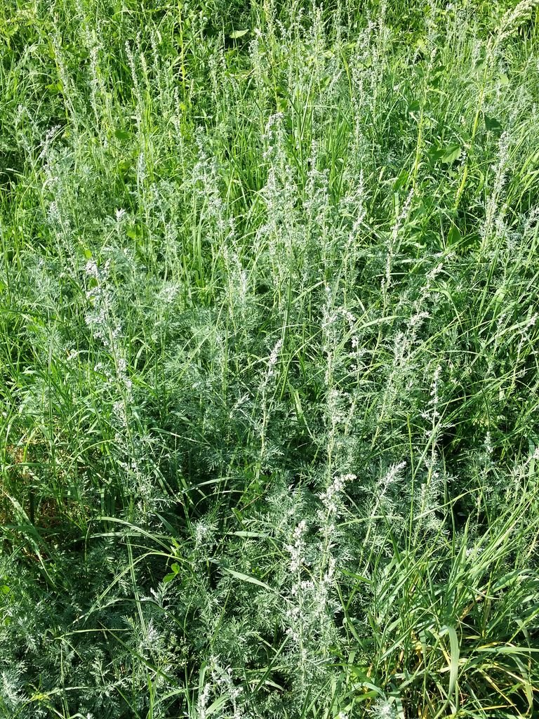 Onde plantar Absinto romano (Artemisia pontica)_2