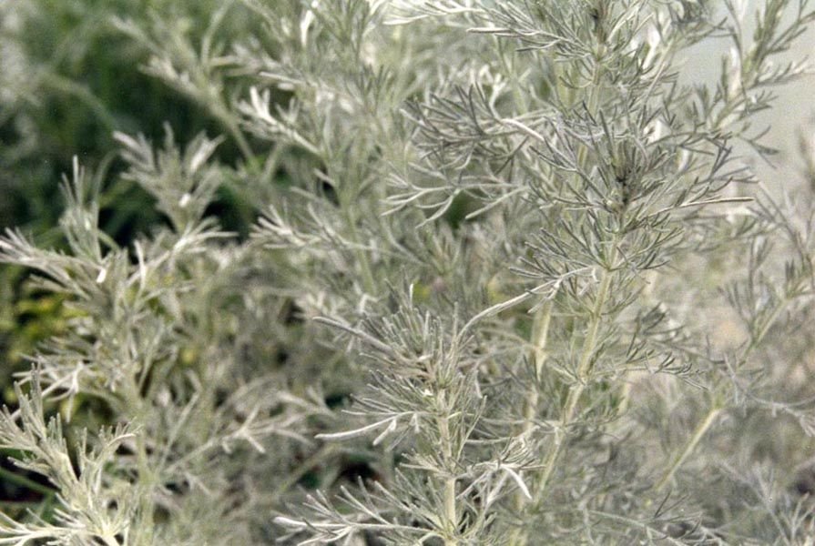 Absinto suiço (Artemisia vallesiaca)