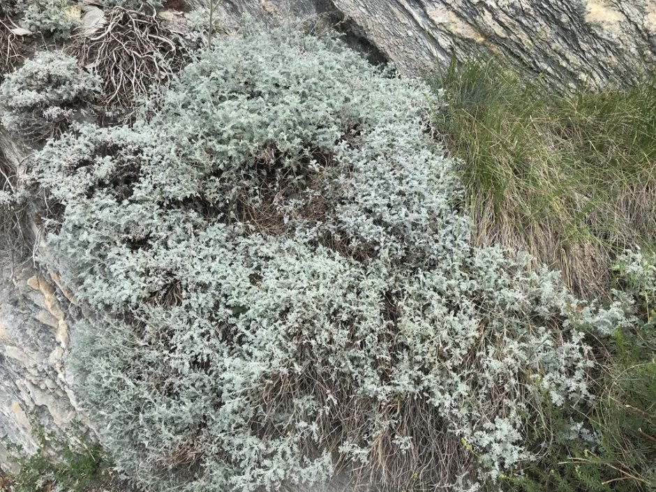 Como plantar Absinto suiço (Artemisia vallesiaca)_1
