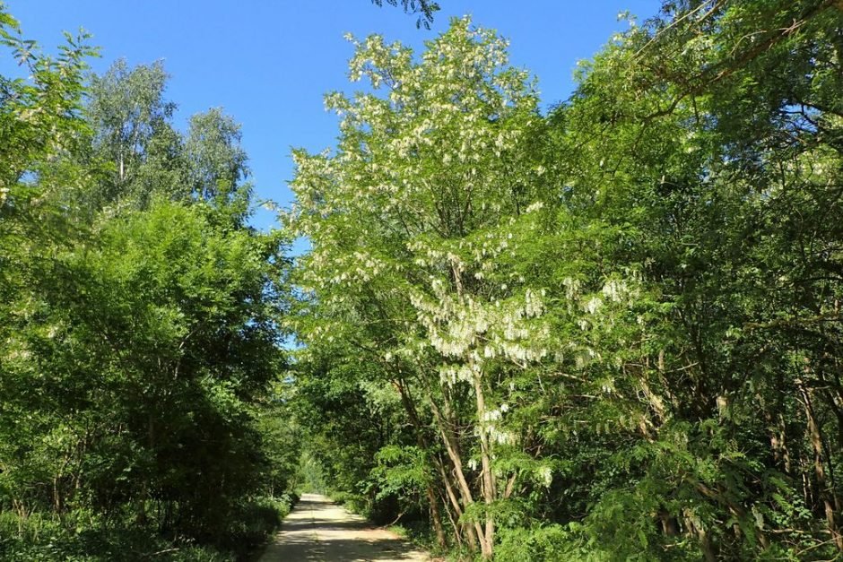 Como plantar Acácia-bastarda (Robinia pseudoacacia)_1