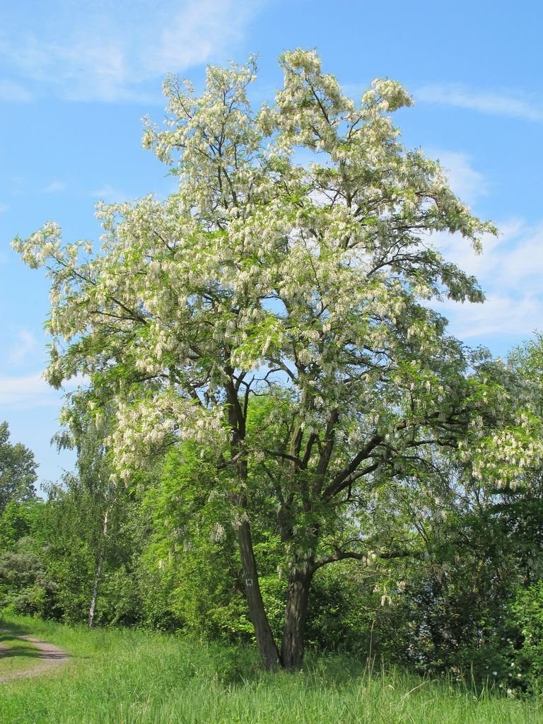 Onde plantar Acácia-bastarda (Robinia pseudoacacia)_2