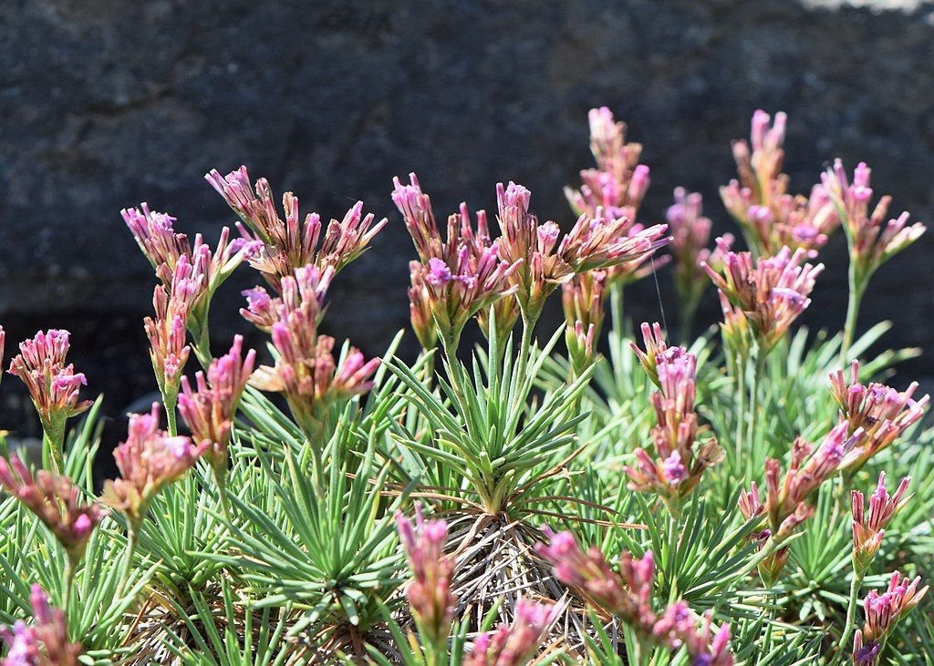Acantholimon glumaceum (Acantholimon glumaceum)