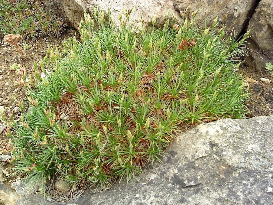 Onde plantar Acantholimon glumaceum (Acantholimon glumaceum)_2