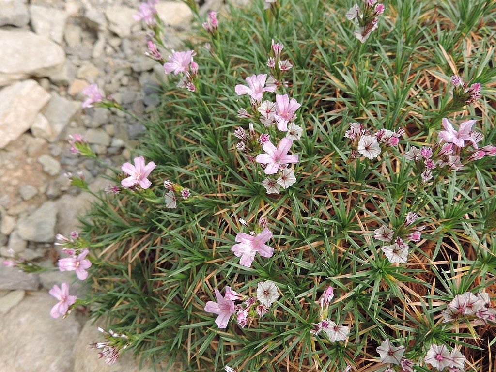 Acantholimon ulicinum (Acantholimon ulicinum)