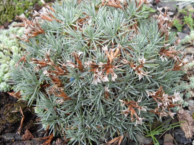 Como plantar Acantholimon ulicinum (Acantholimon ulicinum)_1