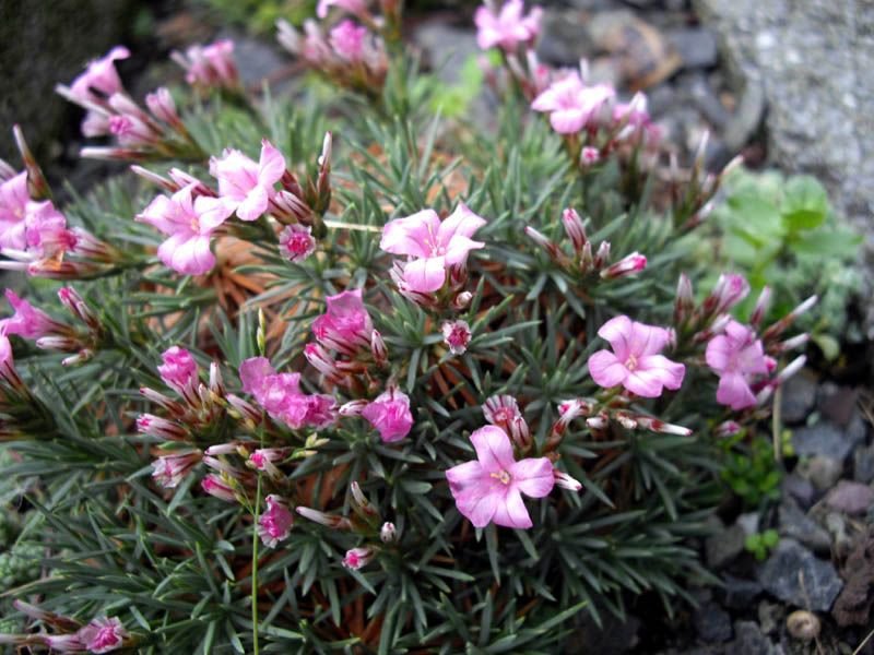 Onde plantar Acantholimon ulicinum (Acantholimon ulicinum)_2