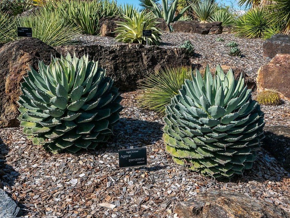 Como plantar Agave cabeça de repolho (Agave parrasana)_1