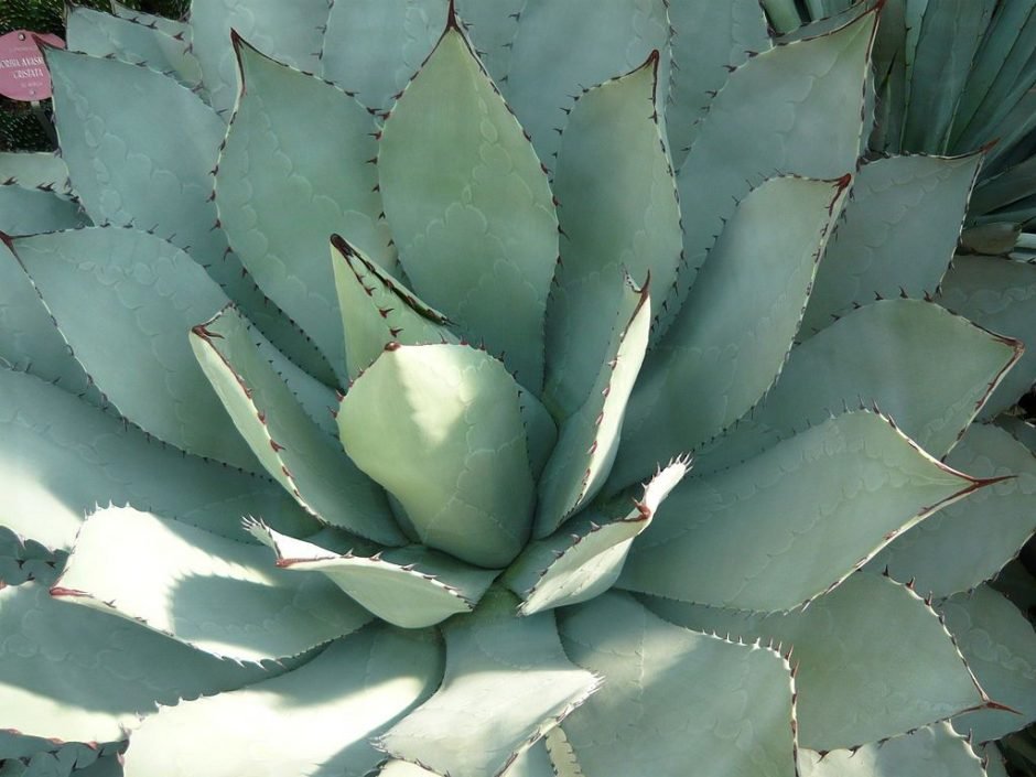 Onde plantar Agave cabeça de repolho (Agave parrasana)_2