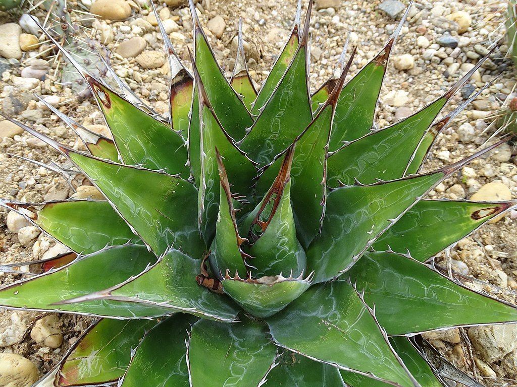 Agave da montanha (Agave montana)