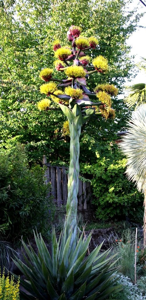 Como plantar Agave da montanha (Agave montana)_1
