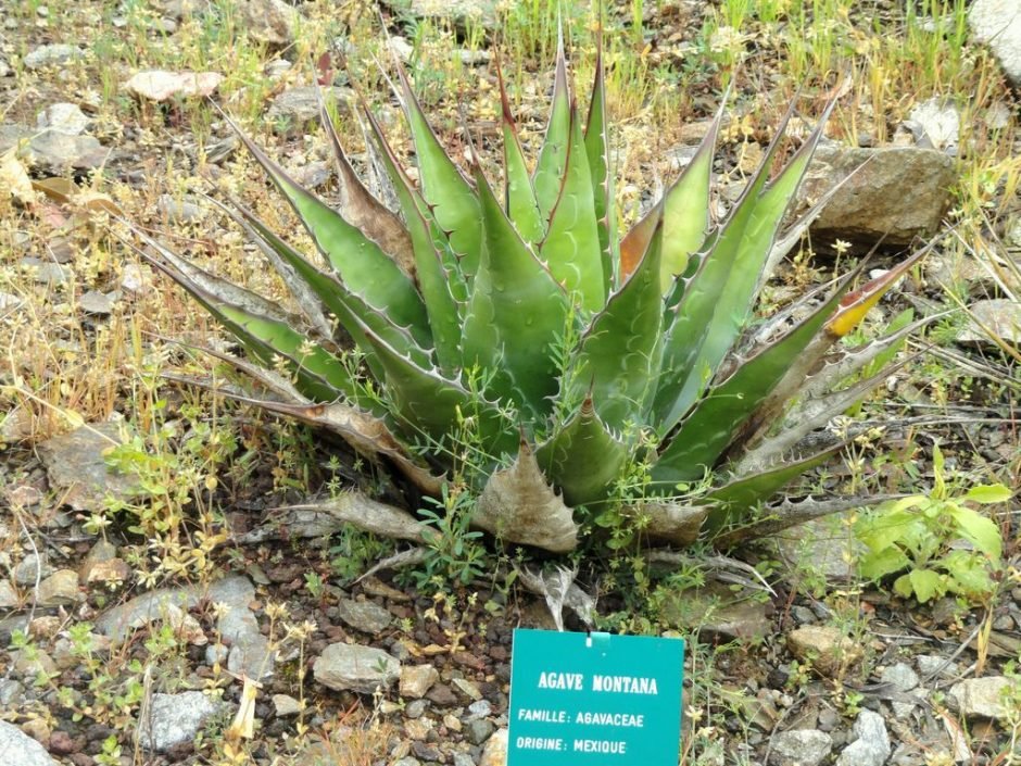 Onde plantar Agave da montanha (Agave montana)_2