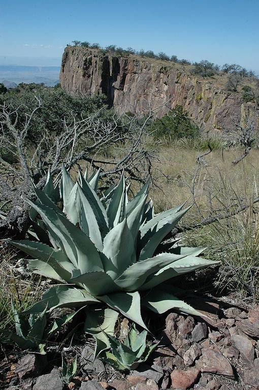 Como plantar Agave de Havard (Agave havardiana)_1