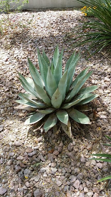 Onde plantar Agave de Havard (Agave havardiana)_2