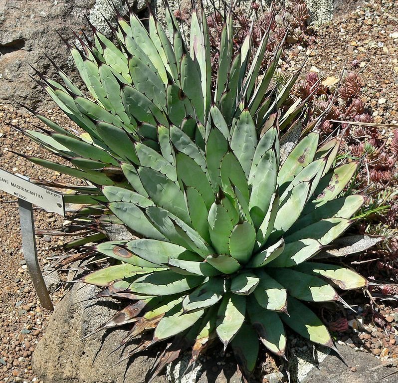 Agave de espinhos grandes (Agave macroacantha)