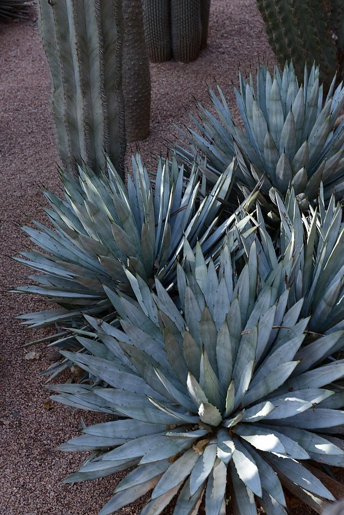 Como plantar Agave de espinhos grandes (Agave macroacantha)_1