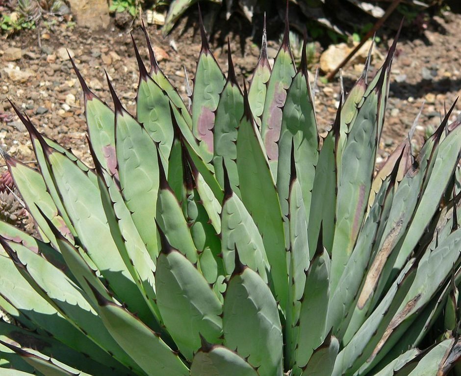 Onde plantar Agave de espinhos grandes (Agave macroacantha)_2