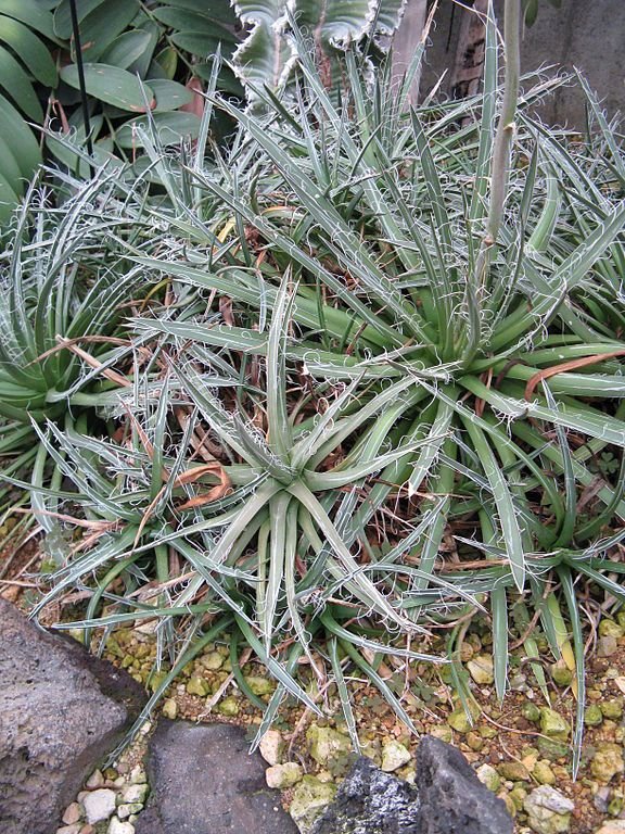 Como plantar Agave de flor pequena (Agave parviflora)_1