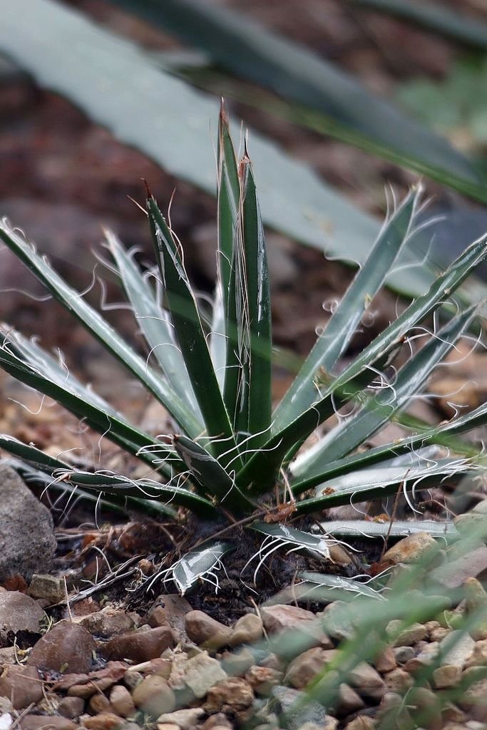 Onde plantar Agave de flor pequena (Agave parviflora)_2