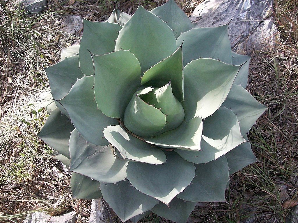 Agave de folha oval (Agave ovatifolia)