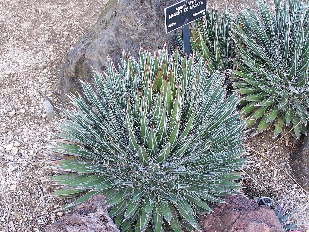 Agave filifera (Agave filifera)