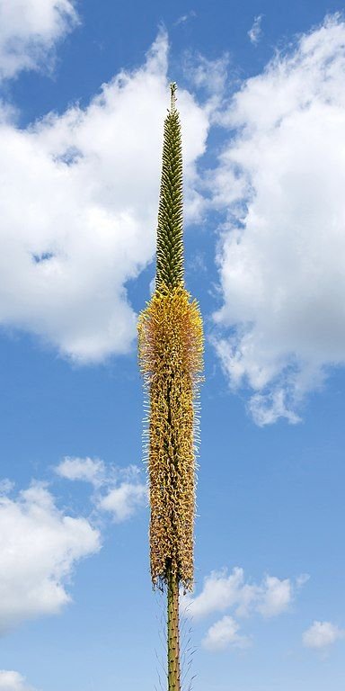Como plantar Agave filifera (Agave filifera)_1