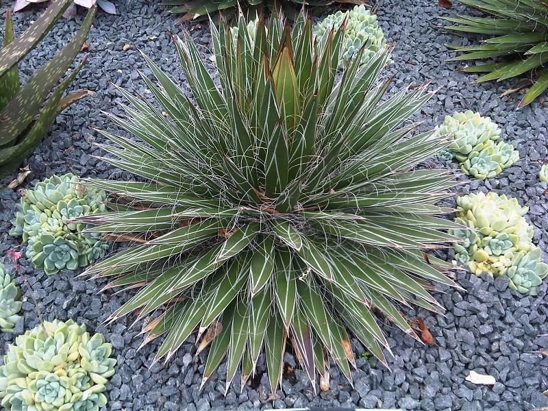 Onde plantar Agave filifera (Agave filifera)_2