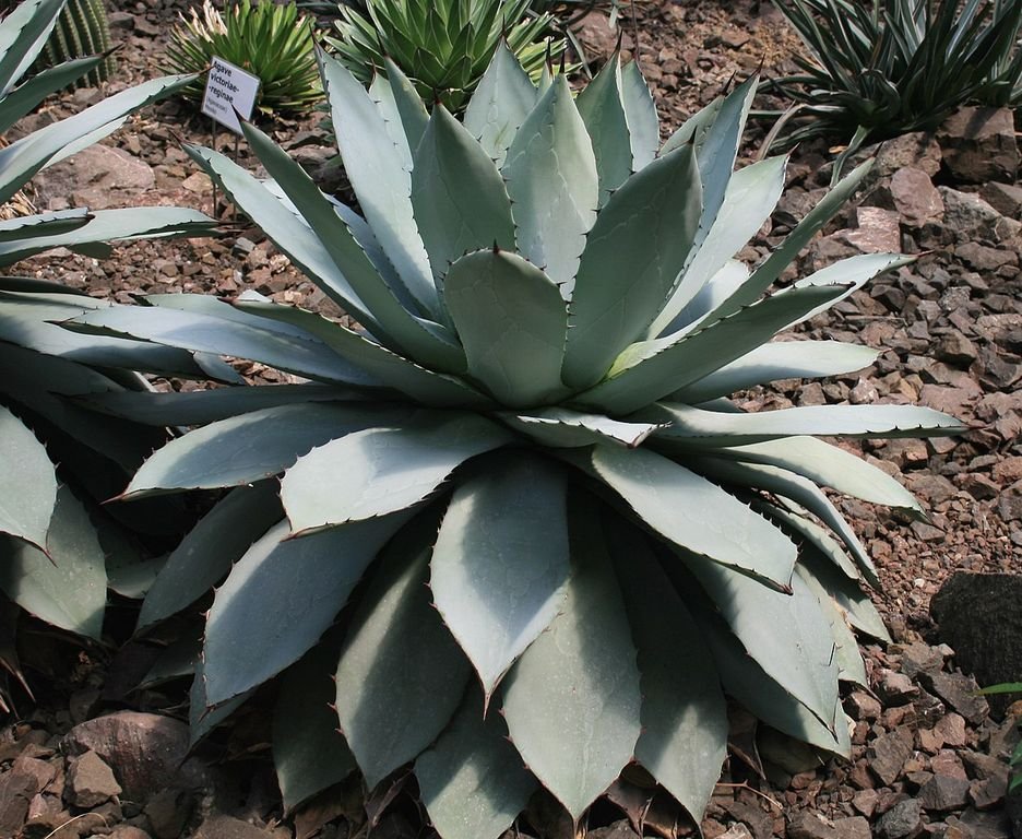 Agave potatorum (Agave potatorum)