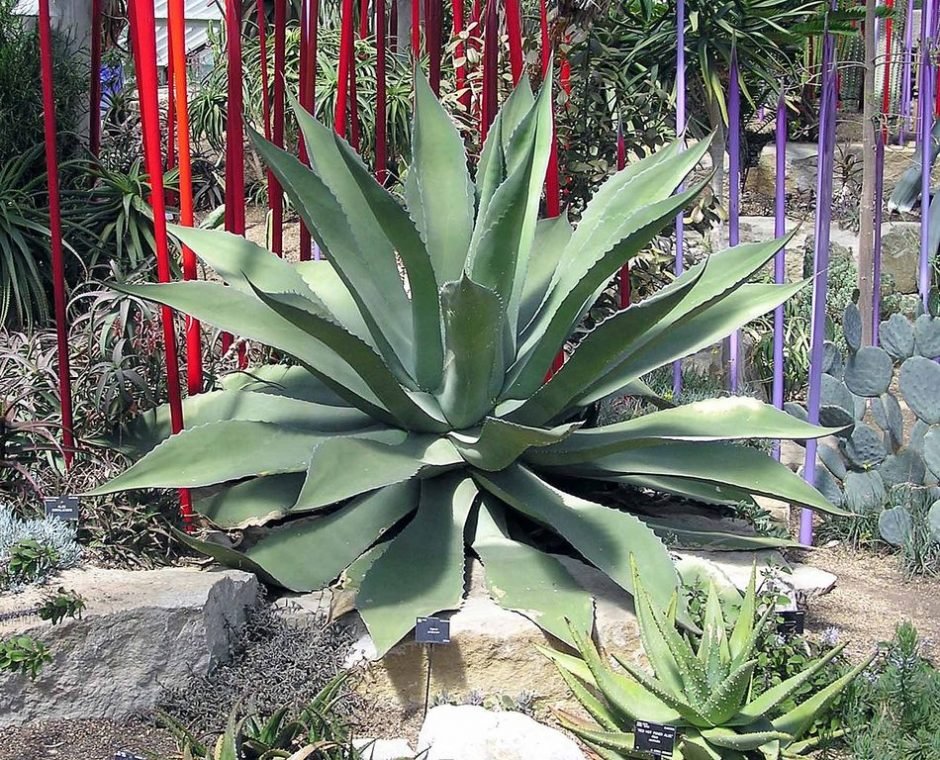 Como plantar Agave potatorum (Agave potatorum)_1