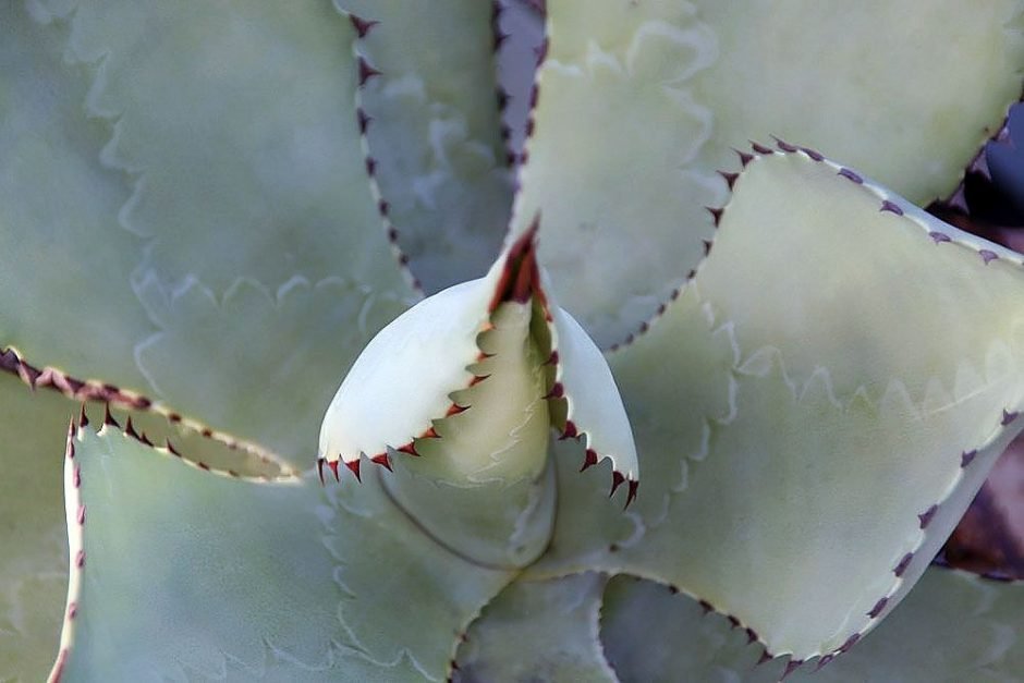 Onde plantar Agave potatorum (Agave potatorum)_2